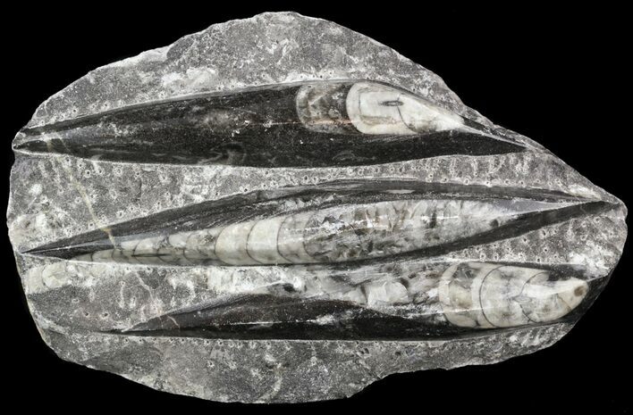 Polished Fossil Orthoceras (Cephalopod) Plate #52570